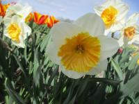 Narcis 'Soestdijk' - Velkokorunné narcisy (Narcissus)