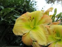 Denivka 'Wyatts Cameo' (Hemerocallis)