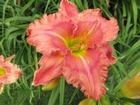 Denivka 'Spacecoast Dream Catcher' (Hemerocallis)