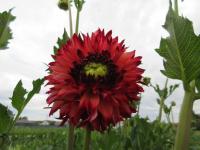 Jiřinka 'Aiyana' - Třepenité jiřinky (Dahlia)