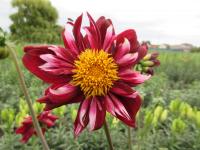 Jiřinka 'Joyful Investment' - Náhrdelníkové jiřinky (Dahlia)