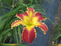 Denivka 'Spacecoast Razor Tooth' (Hemerocallis)