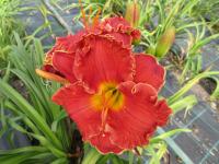 Denivka 'Red Chile Randezvous' (Hemerocallis)