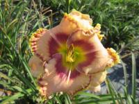 Denivka 'Rollercoaster Rush' (Hemerocallis)
