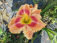 Denivka 'To God Be the Glory' (Hemerocallis)