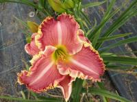 Denivka 'The Big Picture' (Hemerocallis)