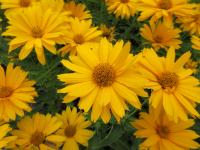 Janeba drsná 'Sweet Sunshine' (Heliopsis helianthoides)