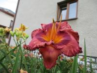 Denivka 'Nocturnal Butterfly' (Hemerocallis)