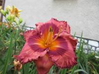 Denivka 'Nocturnal Butterfly' (Hemerocallis)