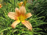Denivka 'Pink Mist' (Hemerocallis)