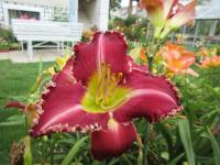 Denivka 'Substance of Fire' (Hemerocallis)