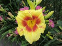 Denivka 'Petr Lebiš' (Hemerocallis)