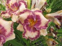 Denivka 'Hanalei Bay' (Hemerocallis)