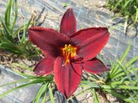 Denivka 'Chocolate Candy' (Hemerocallis)