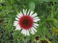 Třapatkovka nachová 'Strawberry and Cream' (Echinacea purpurea)