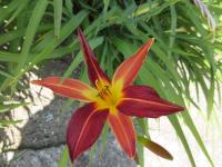 Denivka 'Bess Vestal' (Hemerocallis)