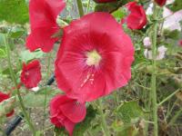 Topolovka růžová (Alcea rosea)