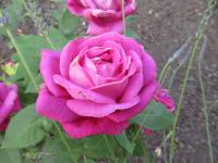 Růže 'Dr Karel Kramář' - Velkokvěté růže (Rosa)