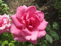 Růže 'Morava' - Velkokvěté růže (Rosa)