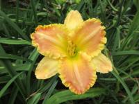 Denivka 'Bass Gibson' (Hemerocallis)