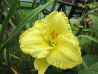 Denivka 'Citrónový Krystal' (Hemerocallis)
