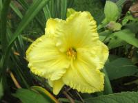 Denivka 'Citrónový Krystal' (Hemerocallis)