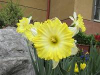 Narcis 'Dinnerplate' - Velkokorunné narcisy (Narcissus)