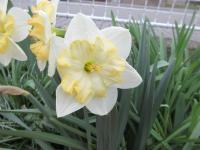 Narcis 'Changing Colors' - Collar narcisy (Narcissus)
