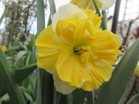 Narcis 'K's Choice' - Collar narcisy (Narcissus)