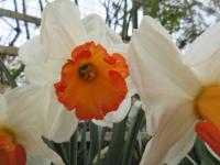 Narcis 'Over Easy' - Velkokorunné narcisy (Narcissus)