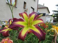 Denivka 'Wormhole' (Hemerocallis)