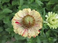 Ostálka sličná Peppermint Stick (Zinnia elegans)