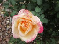 Růže 'Oh Happy Day' - Velkokvěté růže (Rosa)