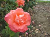Růže 'Christophe Colomb, Cl' - Velkokvěté růže (Rosa)