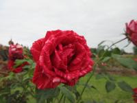 Růže 'Red Intuition' - Velkokvěté růže (Rosa)