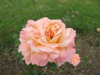 Růže 'Ophelia' - Velkokvěté růže (Rosa)