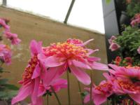 Jiřinka Maxi Starburst Pink (Dahlia coccinea)