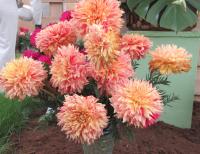 Jiřinka 'Dana Medřická' - Dekorační jiřinky (Dahlia)