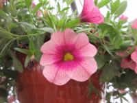 Kalibrachoa 'Neo Frozen Berry' (Calibrachoa)