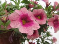 Kalibrachoa 'Neo Frozen Berry' (Calibrachoa)