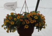 Kalibrachoa 'Mt Uno Bakari' (Calibrachoa)