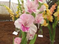 Mečík 'Gostja iz Buduščego' (Gladiolus)