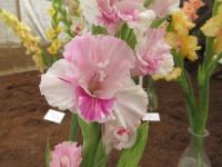 Mečík 'Gostja iz Buduščego' (Gladiolus)