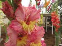 Mečík 'Olinka' (Gladiolus)