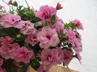 Kalibrachoa 'Mf Neo Double Pink' (Calibrachoa)