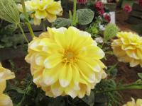 Jiřinka 'Bahama Lemon' (Dahlia)