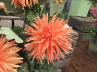 Jiřinka 'Mevr Clement Andreas' (Dahlia)