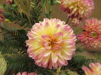 Jiřinka 'Foxy Lady' (Dahlia)