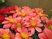 Jiřinka 'Rumba' (Dahlia)