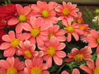 Jiřinka 'Rumba' (Dahlia)